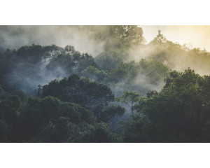 Ein mystisches Waldparadies mit Bäumen und dichter Natur, abgebildet auf einer beruhigenden Fototapete.
