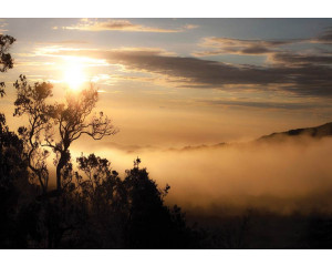 Neblige Landschaft mit Bäumen und Wolken, Fototapete mit einer beruhigenden Naturansicht.