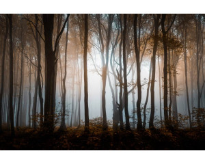Fototapete eines geheimnisvollen Waldes mit dichten Bäumen und einer dunklen, heiteren Naturlandschaft.