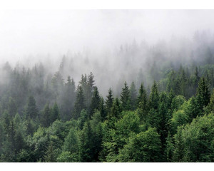 Fototapete Mysteriöser nebliger Bergwald