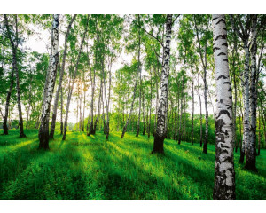 Fototapete eines mystischen Birkenwaldes, mit Bäumen und einer geheimnisvollen Atmosphäre.