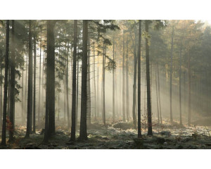 Fototapete eines mystischen Waldes, mit Sonnenstrahlen, die durch die Bäume scheinen und einem weichen Nebel, der den Wald bedeckt.