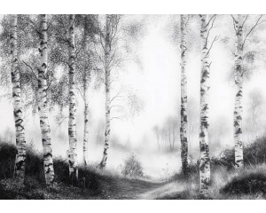 Fotobehang met een nevelig berkenbos waar de witte stammen deels verdwijnen in de mistige achtergrond.