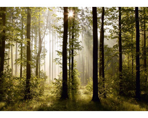 Fototapete Morgenwald mit strahlendem Sonnenaufgang