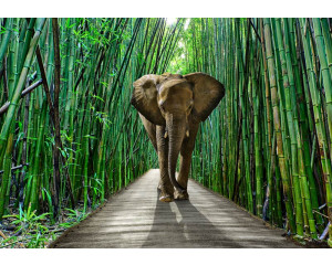 Fototapete von einem Elefanten im Dschungel, mit Bambus im Hintergrund.