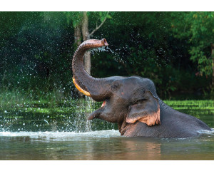 Fototapete von einem tropischen Strand mit einer einsamen Palme, einem warmen Sonnenuntergang und einem klaren blauen Meer