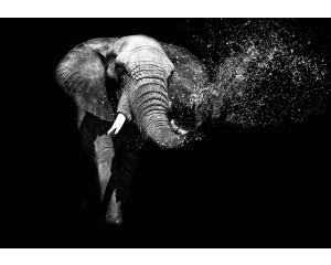 Elefant vor einem tiefschwarzen Hintergrund, der die beeindruckenden Umrisse des Tieres auf dieser Fototapete noch mehr hervorhebt.