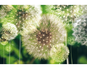 Fototapete Löwenzahn in abstrakten Grüntönen, ideal für einen ruhigen und natürlichen Look.