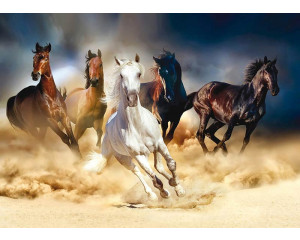 Fototapete von einigen Pferden, die durch die Wüste laufen.