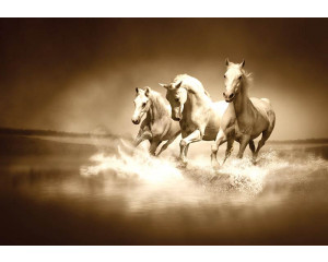 Fototapete mit weißen galoppierenden Pferden, die durch Wasser laufen.