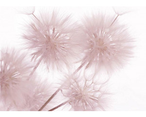 Fototapete Löwenzahn Nahaufnahme