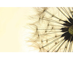 Gelbe Pusteblumen, Fototapete mit einem verspielten und abstrakten Design von Blumen und Natur.