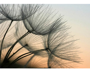 Fototapete eines Löwenzahns im Abendlicht.