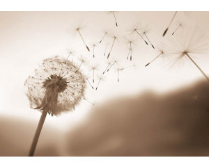 Fototapete einer Pusteblume, die im Wind weht, mit Sepiatönen für ein Vintage-Gefühl.