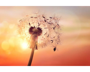 Fototapete eines Löwenzahns im Sonnenlicht, wobei die Sonne durch die Samen scheint.