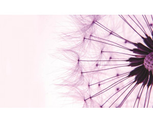 Rosa Pusteblumen, Fototapete mit einem Mädchen und Blumen für einen weichen, beruhigenden Look.