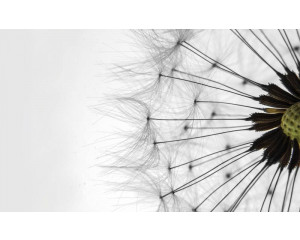 Weiße Pusteblumen, Natur Fototapete mit einem beruhigenden und beruhigenden Blick.