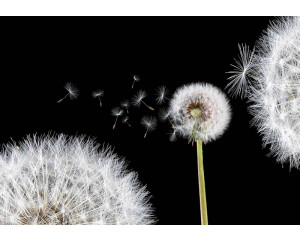 Fototapete Löwenzahn, ideal für ein von der Natur inspiriertes Zimmer.