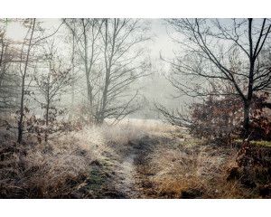 Fototapete eines Holzweges, der durch den Wald führt, umgeben von Bäumen und Natur.
