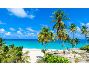 Fototapete mit Palmen, die die Küstenlinie schmücken, während das Meer sanft den Strand berührt.