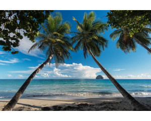 Fototapete mit Palmen an der Küste eines tropischen Strandes, mit klarem, blauem Wasser im Hintergrund.
