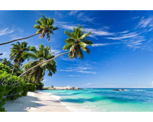 Fototapete mit Palmen, die sich über einen tropischen Strand erheben, mit dem Meer in der Ferne.