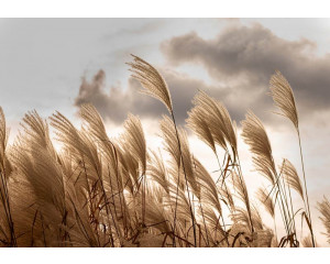 Pampasgras in voller Blüte auf einer beruhigenden Vliestapete mit weichen Strukturen und natürlichem Aussehen.