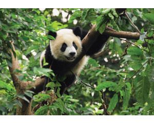 Riesiger Panda in einem Baum, fröhliche Fototapete mit einem verspielten und niedlichen Look für Kinderzimmer.