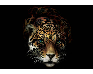 Panther, Gepard und Tiger, Natur Fototapete mit afrikanischen Tieren in Aktion, ideal für Naturliebhaber.