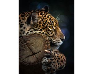 Fototapete eines Panthers im Wald, mit einem Leoparden, Tiger und Jaguar in einer natürlichen Umgebung.