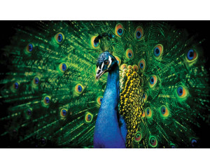 Fototapete eines Pfaus mit grünen Federn, die sich auf den eleganten Vogel konzentriert.