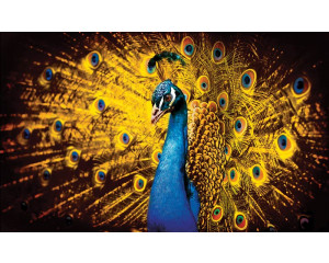 Fototapete eines Pfaus mit orangefarbenen Federn, die in einem auffallenden künstlerischen Stil dargestellt ist.