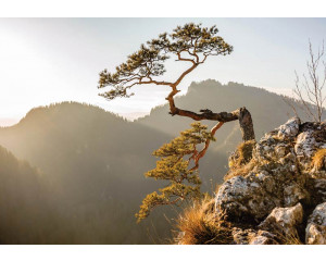 Fototapete des Pieniny-Gebirges mit Blick auf den Berg Sokolica und die umliegenden Wälder.