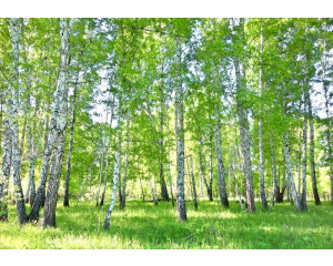 Fototapete des schönen Birkenwaldes, mit Bäumen und Natur in einer ruhigen Umgebung.