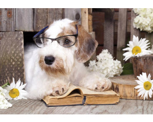 Fototapete mit einem Professor-Hund aus der Tollwut-Kollektion, geeignet für Büro oder Kinderzimmer.