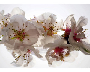 Fototapete Pflaumenblüten