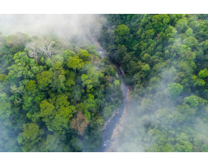 Fototapete eines Regenwaldes im Nebel, mit dichten Bäumen und einer geheimnisvollen Atmosphäre.