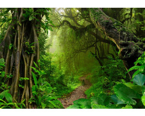 Ein dichter Regenwald mit üppigem Dschungel und Bäumen, eingefangen auf dieser Fototapete mit einer heiteren Naturkulisse.