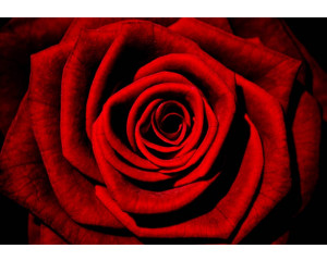 Rote Rose im Malstil, eine Fototapete, die Liebe und Romantik ausstrahlt.