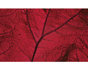 Rotes Blatt Fototapete, Natur und warme Töne kombiniert.