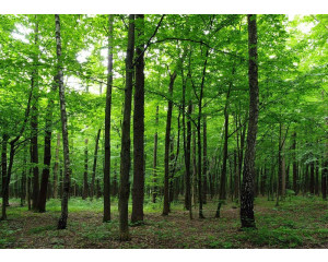 Fototapete Calming Forest