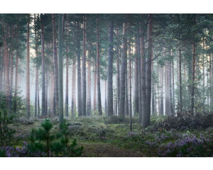 Fototapete mit einer rustikalen Waldlandschaft, in der die Bäume von einer Nebelschicht bedeckt sind und die Natur in Stille gehüllt ist.