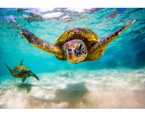 Fototapete Schildkröte im Ozean mit schwimmender Schildkröte in klarem türkisfarbenem Wasser.