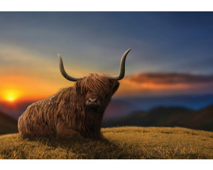 Fototapete von einem tropischen Strand mit einer einsamen Palme, einem warmen Sonnenuntergang und einem klaren blauen Meer