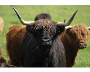 Fototapete eines schottischen Hochlandbewohners, Tier in seinem natürlichen Lebensraum.