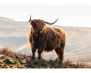 Fototapete eines imposanten schottischen Hochlandbewohners in den Bergen, mit einer natürlichen Landschaft und wilden Bisons.