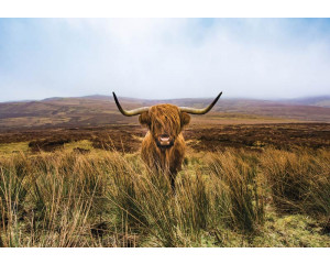 Ein schottischer Highlander in einem weitläufigen Naturschutzgebiet, abgebildet vor einem natürlichen Hintergrund aus Heideland und Wald.
