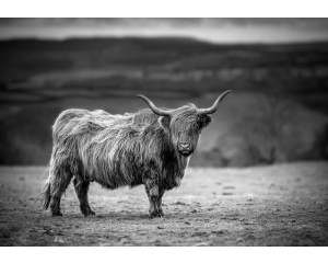 Schwarz-Weiß-Fototapete eines schottischen Hochlandbewohners, der in der Sonne steht, mit einer zeitlosen Darstellung der Natur.