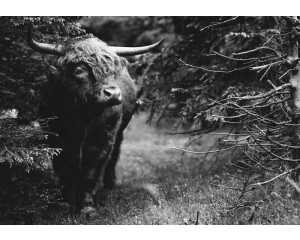 Schwarz-Weiß-Fototapete eines schottischen Hochlandbewohners im Wald, mit einer ruhigen und mystischen Atmosphäre.