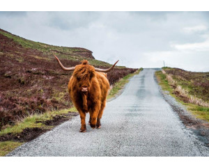 Diese Fototapete zeigt einen schottischen Hochlandbewohner, der auf einer Landstraße spazieren geht, in einer idyllischen Naturkulisse.